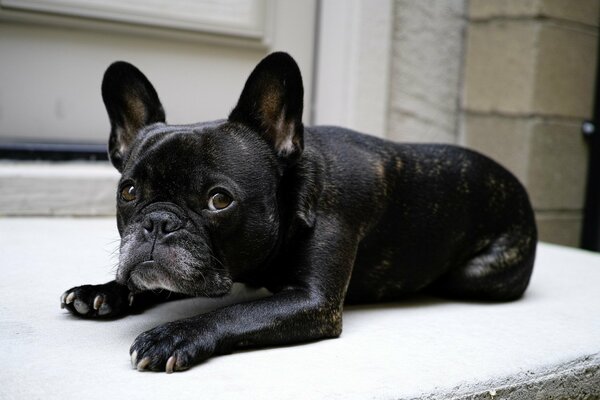 El pequeño Bulldog negro yace