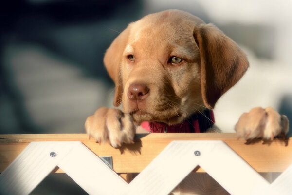 Chiot avec un joli regard sur la clôture