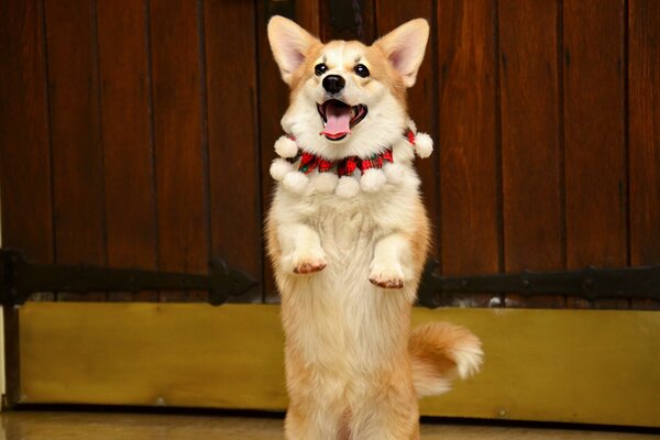 Corgi feliz en sus patas traseras