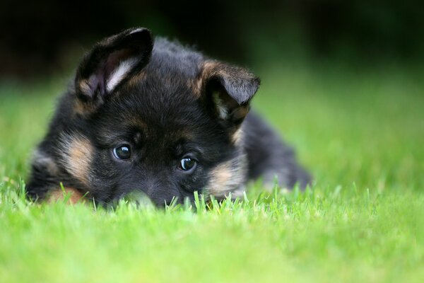 Cute German Shepherd puppy