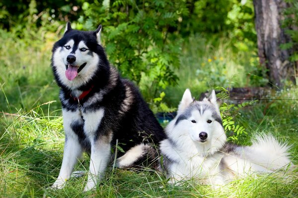 Hunde im Sommer auf dem Rasen, Sie sind Freunde