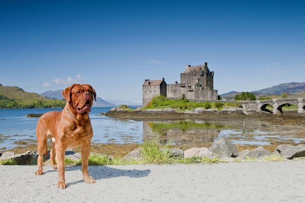 Hund vor dem Hintergrund eines Schlosses in Schottland