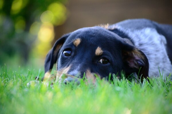 Cane sdraiato sull erba