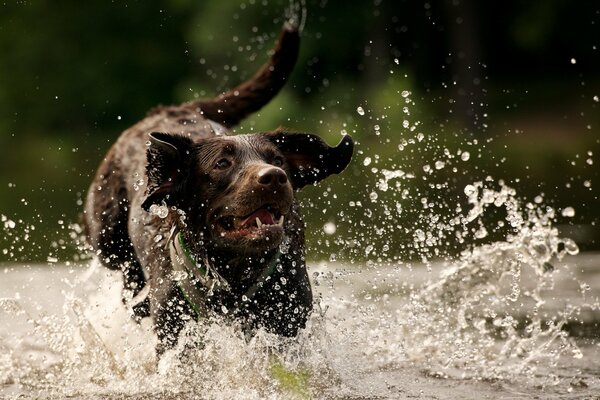 Dog runs through the water with splashes of dog