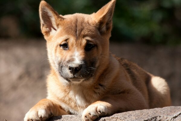 Netter Hund Dingo Welpe