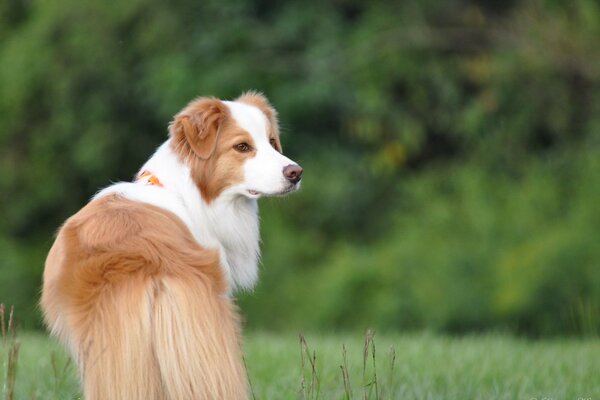 Fluffy dog on a green background