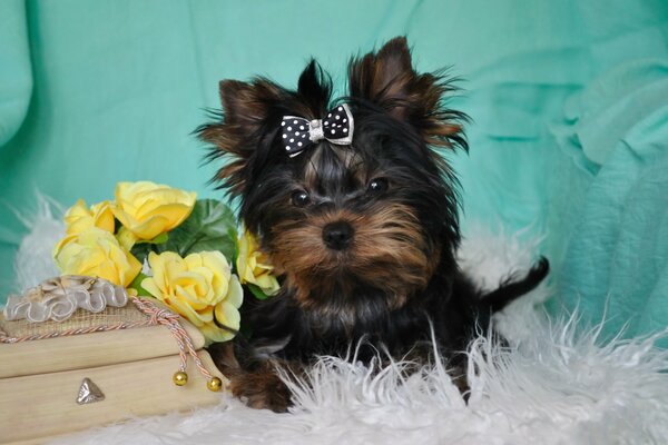 Yorkshire terrier z kokardką. Ładny piesek