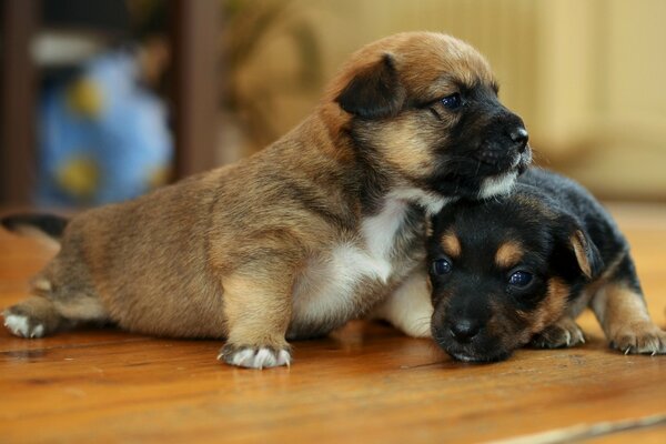 Lindos cachorros en la casa