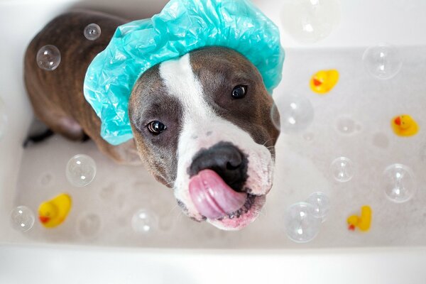 Der Blick des Hundes im Badezimmer