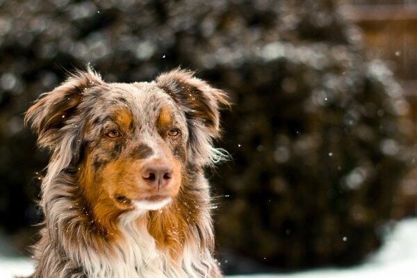 A picture of a dog in winter weather