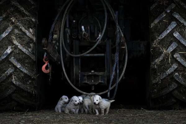 Cachorros pequeños en el fondo de un tractor grande