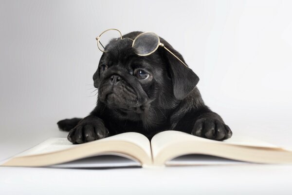 The book is being read by a smart dog with glasses