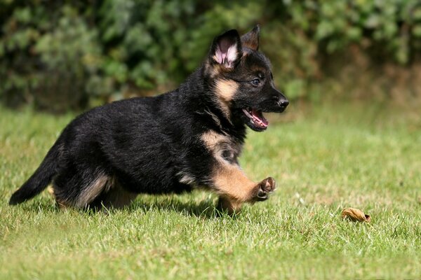 Deutscher Schäferhund-Welpe läuft herum