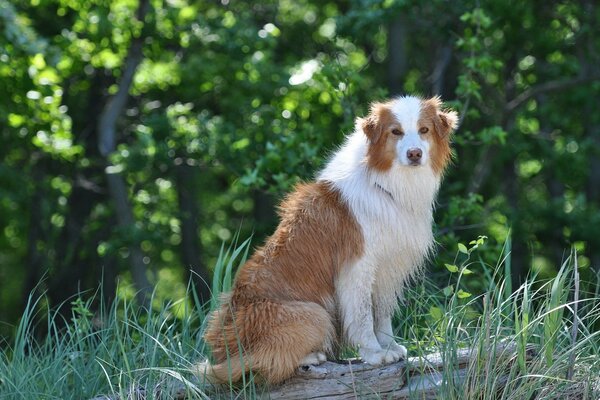 Il cane rosso e bianco guarda affabilmente