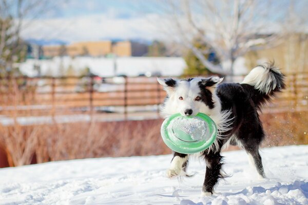 Winterspiel im Hof mit dem Hund