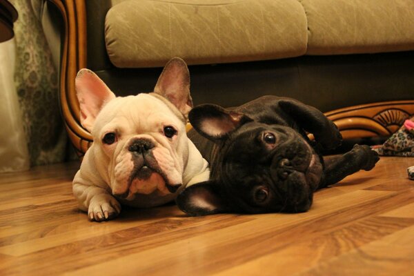 Bulldogs franceses de color tigre y blanco-Fawn con una mirada curiosa