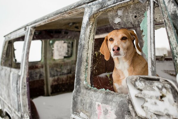 Perro fiel sentado en el coche