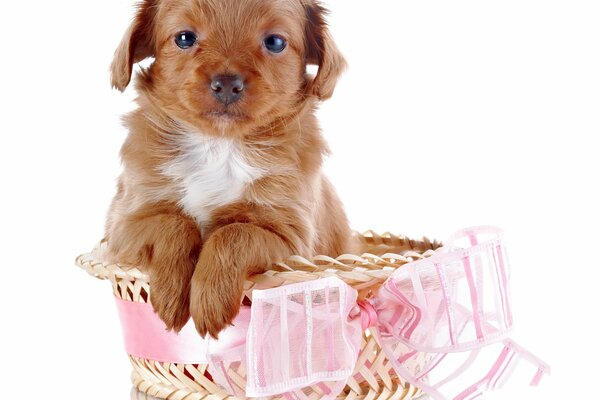 Cute dog in a basket with a pink ribbon