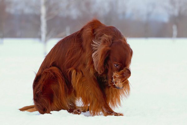 Cane sulla neve copre il muso con la zampa