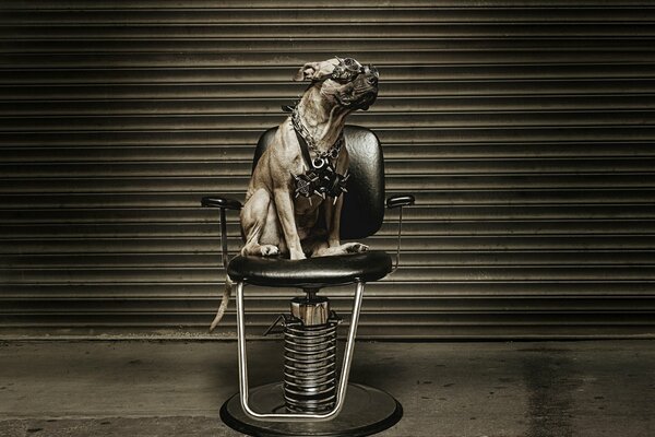 A metalhead dog on a chair with glasses