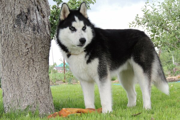 Los inusuales ojos azules del Husky siberiano