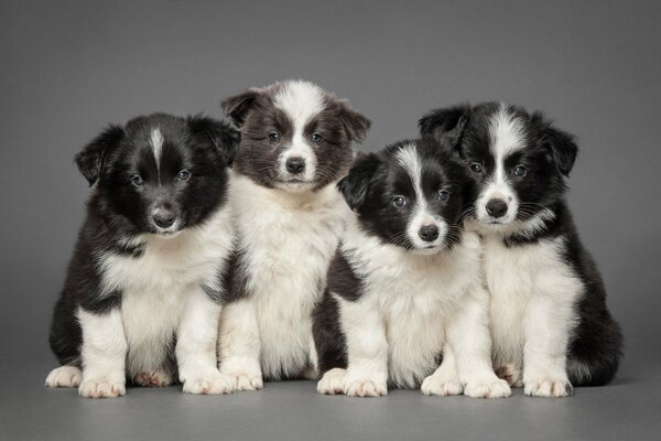 Süße Border-Collie-Welpen. Fröhliches Quartett