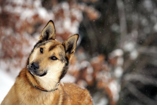 Pussiger Hund im Winterwald