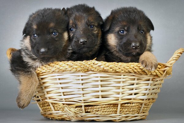 Three puppies in a wicker basket on a gray background