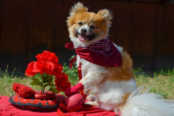 Red pomeranian with red flowers