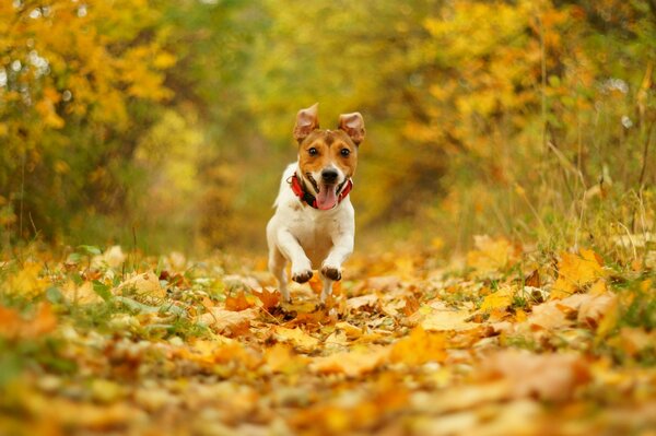 Un perro alegre vuela sobre las hojas de otoño