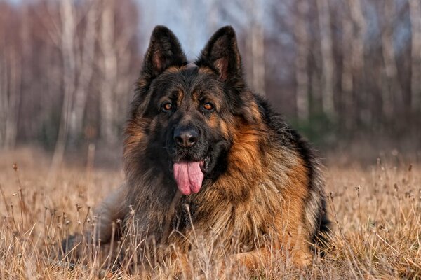 Perro grande en el borde del bosque