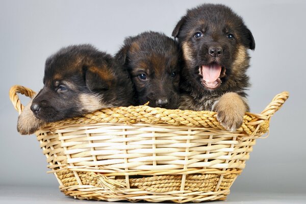 Dans le panier chiots chiens