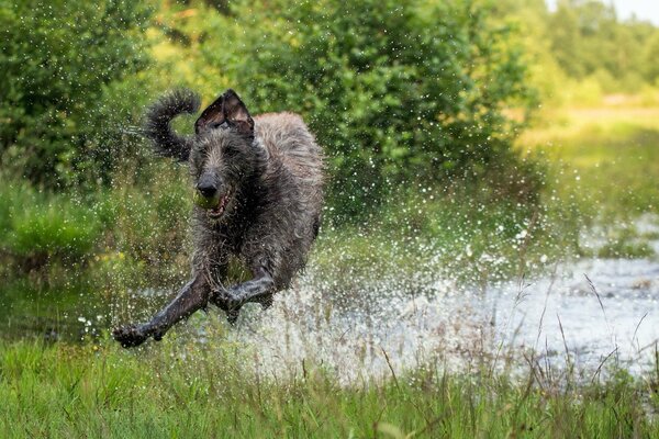 The dog jumps out of the water with splashes