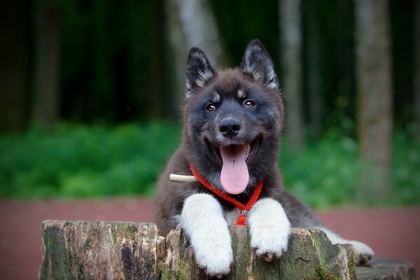 Stumpf weiße Pfoten eines treuen Freundes des Hundes