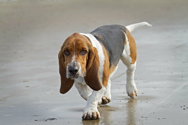 Il cane con le orecchie lunghe sta arrivando