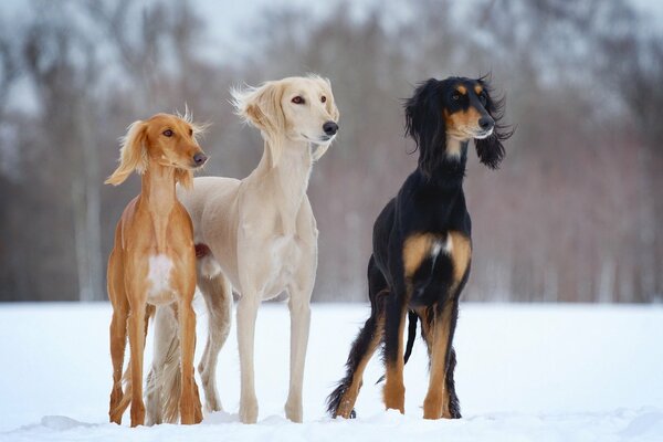 Tres perros en el bosque de invierno