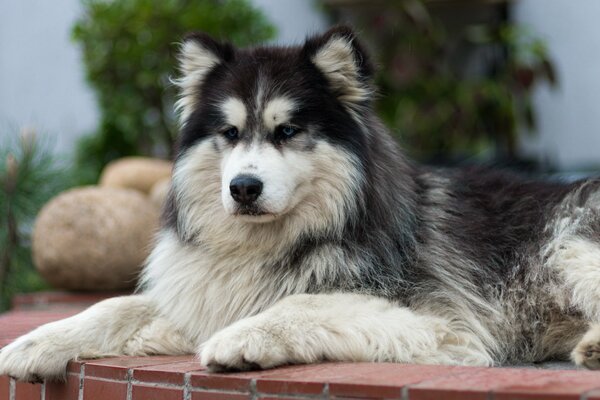 Fluffy dog in a flower bed