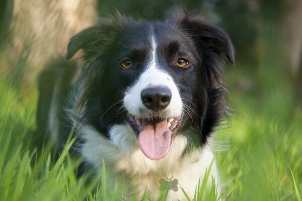 Der Hund, ein Freund des Menschen, ruht sich in der Natur aus