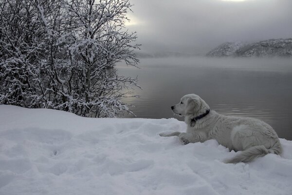 A big white dog on a snowy riverbank