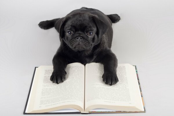 A dog on the background of a book