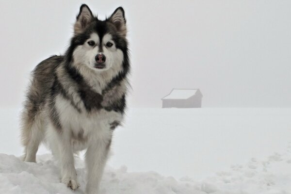 Imagen de invierno perro amigo del hombre