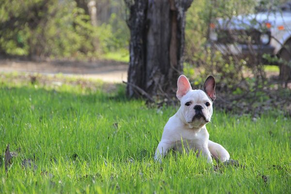 Bulldog bianco seduto sul prato