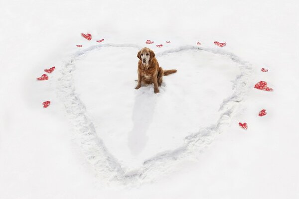 A dog in winter in the heart