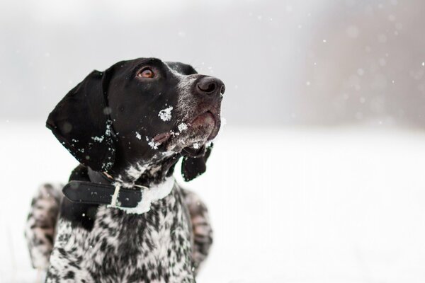 Walking with a dog in the snow in winter