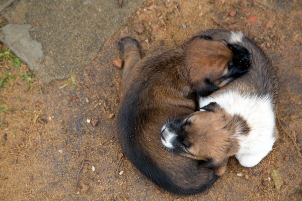 Two puppies are lying on top of each other