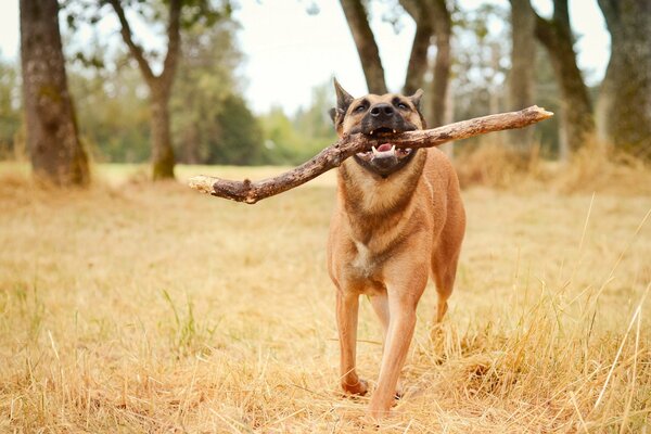 Chien de berger d entraînement porte un bâton