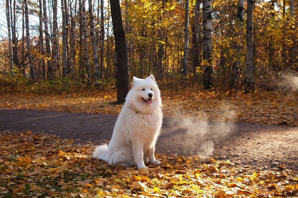 Gran perro blanco sentado en el bosque de otoño al lado de la carretera