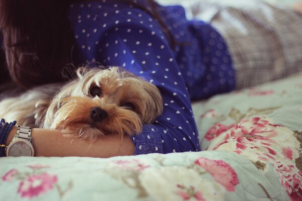 York in the arms of the hostess on the bed