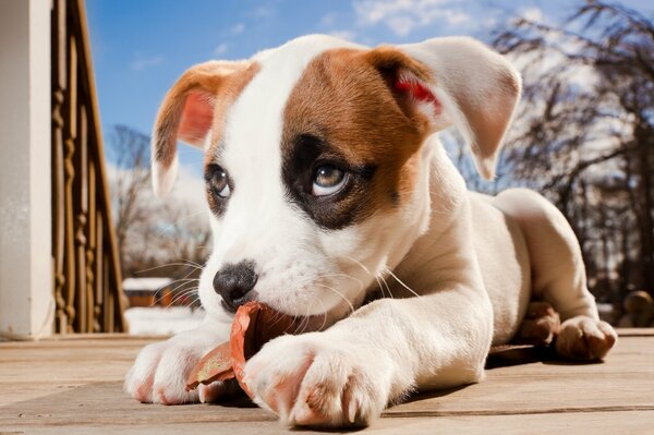 Pitbull chiot joue sur le sol