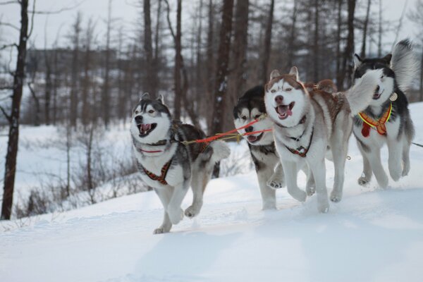 Husky in un imbracatura che corre sulla neve